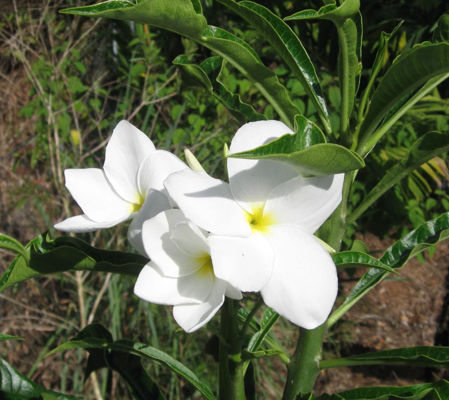 Plumeria pudica — Vintage Green Farms with Tom Piergrossi